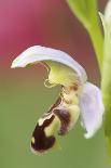 Close-Up of Bee Orchid (Ophrys Apifera) Flower, San Marino, May 2009-Möllers-Photographic Print