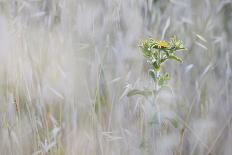 Elecampane (Inula Helenium) in Tall Grass, San Marino, May 2009-Möllers-Photographic Print