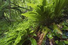 Hart's Tongue Fern (Asplenium Scolopendrium) San Marino, May 2009-Möllers-Photographic Print