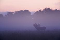 Red Deer Stag Calling During Rut, Light Mist at Sunrise, Klampenborg Dyrehaven, Denmark-Möllers-Framed Photographic Print
