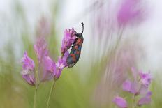 Six-Spot Burnet Moth (Zygaena Filipendulae) on Flower, San Marino, May 2009-Möllers-Photographic Print