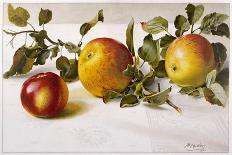 Apples and a Bit of Foliage-Moettler-Stretched Canvas