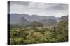 Mogotes in the Vinales Valley, UNESCO World Heritage Site, Pinar Del Rio, Cuba, West Indies-Yadid Levy-Stretched Canvas