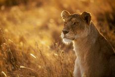 Ferrari of the Bush-Mohammed Alnaser-Photographic Print