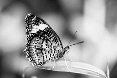 Beautiful Close Up of a Butterfly in the Garden-Mohana AntonMeryl-Stretched Canvas