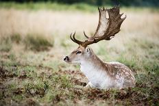 Stag or Hart, the Male Red Deer in the Wild-Mohana AntonMeryl-Stretched Canvas