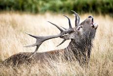 Stag or Hart, the Male Red Deer in the Wild-Mohana AntonMeryl-Framed Photographic Print