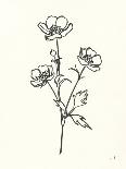 Magnolia Line Drawing-Moira Hershey-Art Print