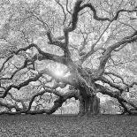 Water Tree III-Moises Levy-Photographic Print