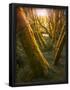 Essential Black