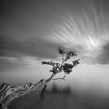 The Tree Square-BW 2-Moises Levy-Photographic Print