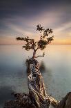 Water Tree V-Moises Levy-Photographic Print
