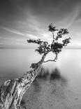 The Tree Square-BW 2-Moises Levy-Photographic Print