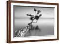 Brown Frame