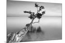 Wood Mount