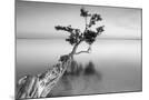 Wood Mount