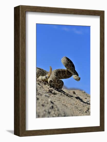 Mojave Rattlesnake (Crotalus Scutulatus) Mojave Desert, California, June-Daniel Heuclin-Framed Photographic Print