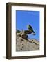 Mojave Rattlesnake (Crotalus Scutulatus) Mojave Desert, California, June-Daniel Heuclin-Framed Photographic Print