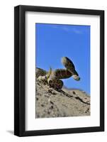 Mojave Rattlesnake (Crotalus Scutulatus) Mojave Desert, California, June-Daniel Heuclin-Framed Photographic Print