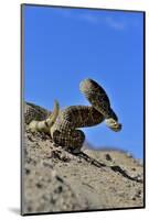 Mojave Rattlesnake (Crotalus Scutulatus) Mojave Desert, California, June-Daniel Heuclin-Mounted Photographic Print
