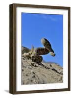 Mojave Rattlesnake (Crotalus Scutulatus) Mojave Desert, California, June-Daniel Heuclin-Framed Photographic Print