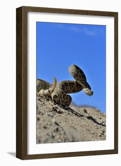 Mojave Rattlesnake (Crotalus Scutulatus) Mojave Desert, California, June-Daniel Heuclin-Framed Photographic Print