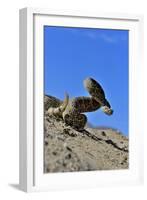 Mojave Rattlesnake (Crotalus Scutulatus) Mojave Desert, California, June-Daniel Heuclin-Framed Photographic Print