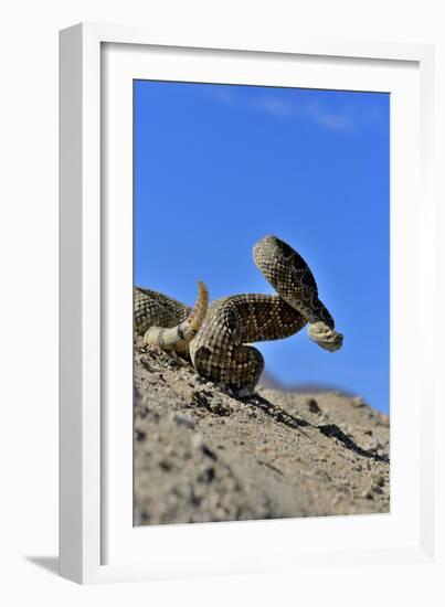 Mojave Rattlesnake (Crotalus Scutulatus) Mojave Desert, California, June-Daniel Heuclin-Framed Photographic Print