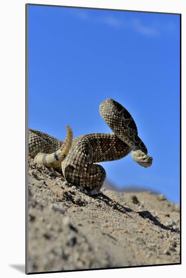 Mojave Rattlesnake (Crotalus Scutulatus) Mojave Desert, California, June-Daniel Heuclin-Mounted Photographic Print