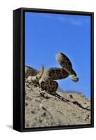 Mojave Rattlesnake (Crotalus Scutulatus) Mojave Desert, California, June-Daniel Heuclin-Framed Stretched Canvas