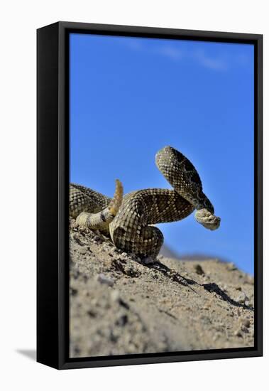 Mojave Rattlesnake (Crotalus Scutulatus) Mojave Desert, California, June-Daniel Heuclin-Framed Stretched Canvas