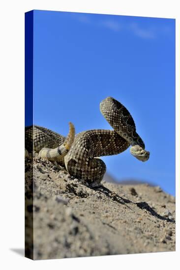 Mojave Rattlesnake (Crotalus Scutulatus) Mojave Desert, California, June-Daniel Heuclin-Stretched Canvas