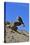 Mojave Rattlesnake (Crotalus Scutulatus) Mojave Desert, California, June-Daniel Heuclin-Stretched Canvas