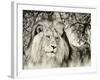 Moketsi Lion-Wink Gaines-Framed Giclee Print