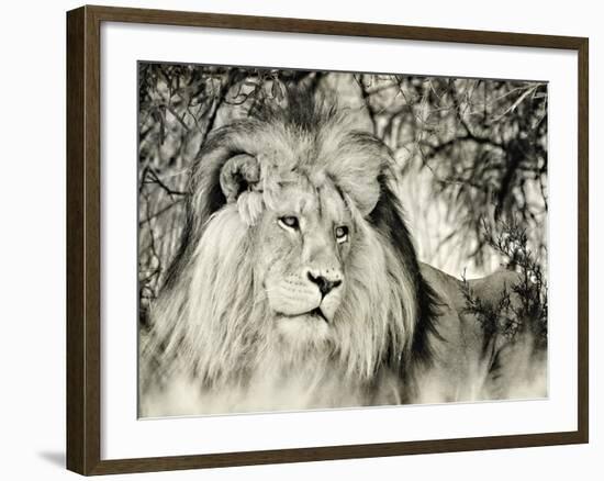 Moketsi Lion-Wink Gaines-Framed Giclee Print