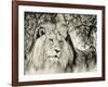 Moketsi Lion-Wink Gaines-Framed Giclee Print