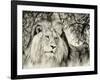 Moketsi Lion-Wink Gaines-Framed Giclee Print