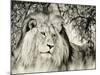 Moketsi Lion-Wink Gaines-Mounted Giclee Print