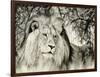 Moketsi Lion-Wink Gaines-Framed Giclee Print