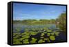 Mokoro being poled though lily pads, Okavango Delta, Botswana, Africa-David Wall-Framed Stretched Canvas