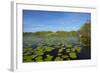 Mokoro being poled though lily pads, Okavango Delta, Botswana, Africa-David Wall-Framed Photographic Print