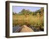 Mokoro through Reeds and Papyrus, Okavango Delta, Botswana-Pete Oxford-Framed Photographic Print