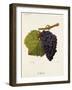 Molar Grape-J. Troncy-Framed Giclee Print