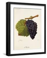 Molar Grape-J. Troncy-Framed Giclee Print
