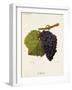 Molar Grape-J. Troncy-Framed Giclee Print