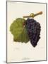 Molar Grape-J. Troncy-Mounted Giclee Print