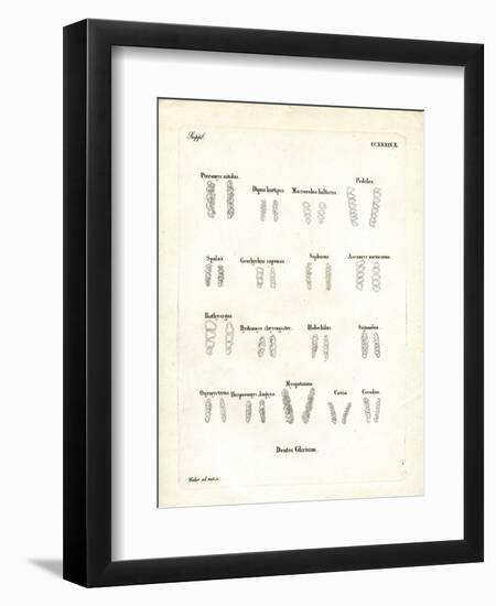 Molars-null-Framed Premium Giclee Print