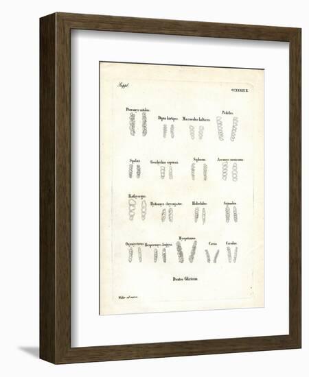 Molars-null-Framed Giclee Print