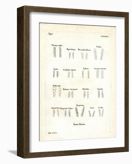 Molars-null-Framed Giclee Print