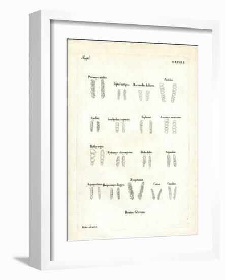 Molars-null-Framed Giclee Print